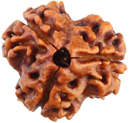 See full amazon price history chart for Rudram 3 Mukhi Rudraksha Three Faced Nepali Rudraksh Bead Original & Certified for Men and Women Rudram 3 Mukhi Rudraksha Three Faced Nepali Rudraksh Bead Original & Certified for Men and Women (B08Z7DQMK5) Amazon Price History, Amazon Price Tracker