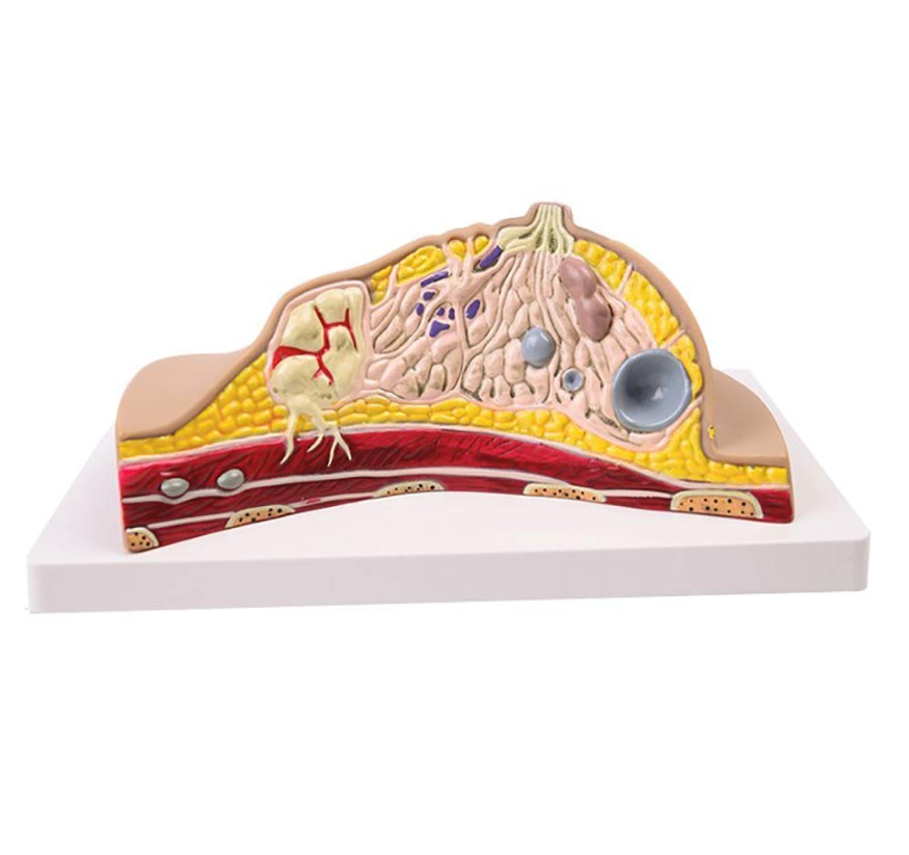 Buy Educational Model Anatomical Model Human Organ Anatomy Model