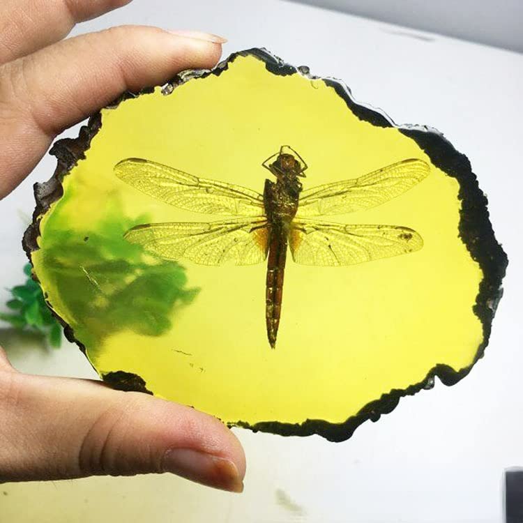 1PC 50mm Sutured Pattern Ammonite Fossil Shell Polished Natural Fossilized Ammolite Gemstone Crystal Mineral Specimen - Madagascar