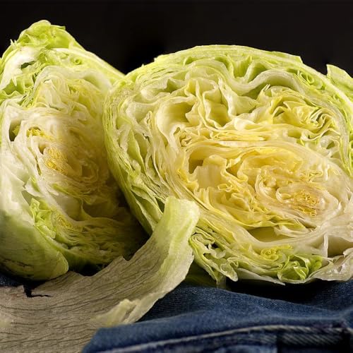semillas de lechuga iceberg orgánica semillas de interior exóticas lechuga iceberg invierno, resistentes para jardín, resistentes para 800pcs