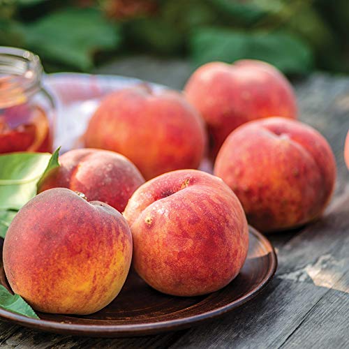 Thompson & Morgan Hardy Peach Fruit Tree ‘Avalon Pride’ Variety, Self-Fertile Garden Plant, Highly Attractive to Pollinators, High Yielding Ideal for Kitchen Gardens, Allotments, Patio and Containers