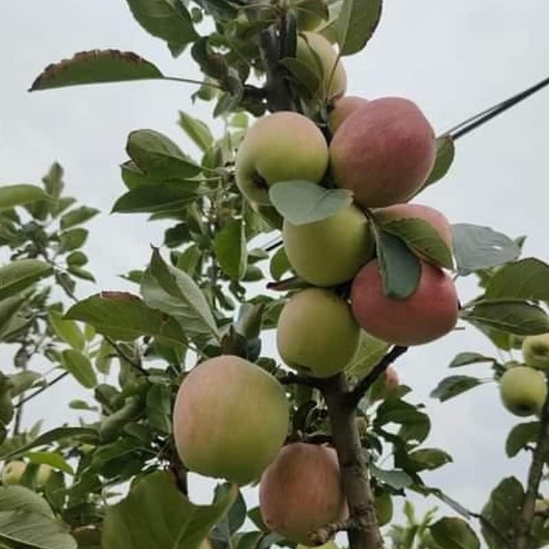 Green Colections Live (HRMN-99) Apple Fruit Plant | Hot Climate Supporting Grafted Apple Tree from Shimla-Himachal Healthy and Delicious Fruit Plants for Your Garden 1 healthy seb tree (B0CTMJNJT5) Amazon Price History, Amazon Price Tracker