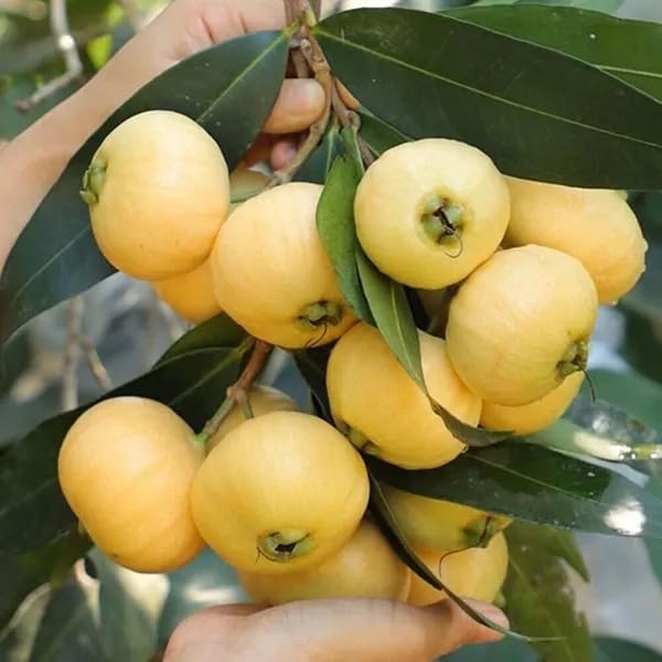 Golden Bloom Live Sweet Rose Apple Fruit Plant | Gulab Jamun Jambos Variety Tree | Air Layered fully Rooted Water Apple Ready to Fruiting Plant in Polybag for Home Garden-image-17