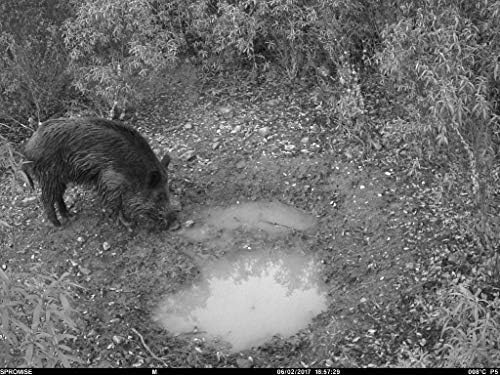 Night vision image captured by the SPROMISE S328 camera showing a wild boar drinking from a puddle.