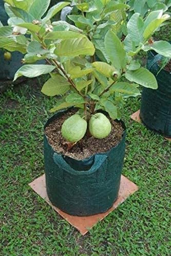 Guruji Plantation Rare Varity Banarsi Guava Live Fruit Plants & Tree Bonsai Fruit Plant All Season Fruit Plant (B0C8FZ15VC) Amazon Price History, Amazon Price Tracker