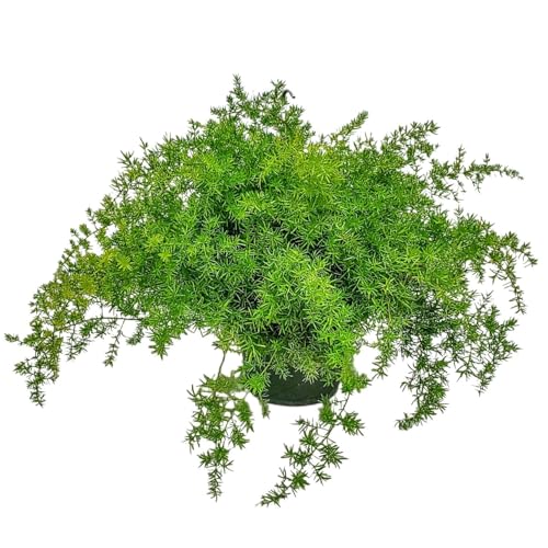 Sprengeri Asparagus Fern Hanging Basket 10' – Live Plant with Lush Green Foliage – Air-Purifying, Easy-Care Houseplant for Indoor & Outdoor Spaces – 24' to 28' Spread – Tropical Plants of Florida