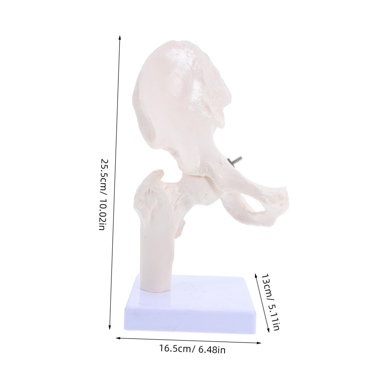 PRETYZOOM Modelli Scheletro Umano Scheletri Articolazione Anca Strumenti Didattici per Studio Ossa Modello Scheletro Mobile per Anatomia