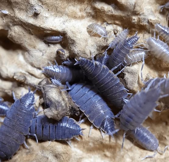 Live 10ct Powder Blue Isopods (Porcellionides Pruinosus) Cleanup Crew & Reptile Food