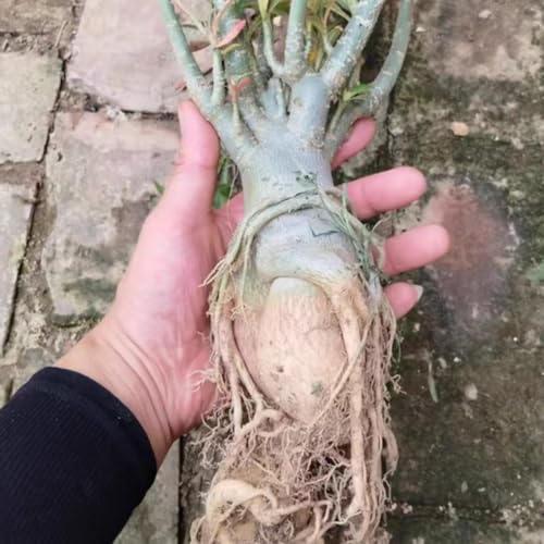 Drought-Tolerant Desert Rose Plants/Desert Rose Tubers/Cold-Hardy Perennials/Flowers Year-Round/Professional Planting for Stunning Garden Displays-1 Bulbs-A - Image 2