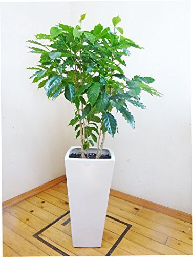 OXNGA픫dẴR[q[̖ ^130cmOi10j