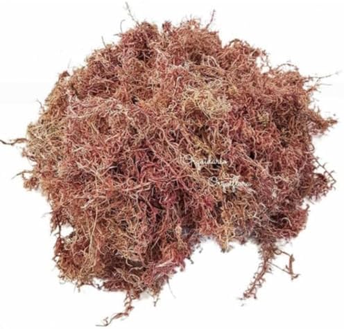 Musgo Sphagnum Substrato 5 litros Para Plantas E Orquídeas