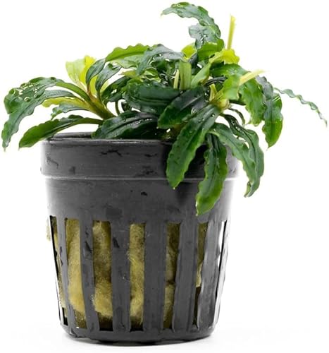 Bucephalandra - Planta de acuario vivo en maceta ondulada verde Decoración natural de pecera de agua dulce, decoración acuática