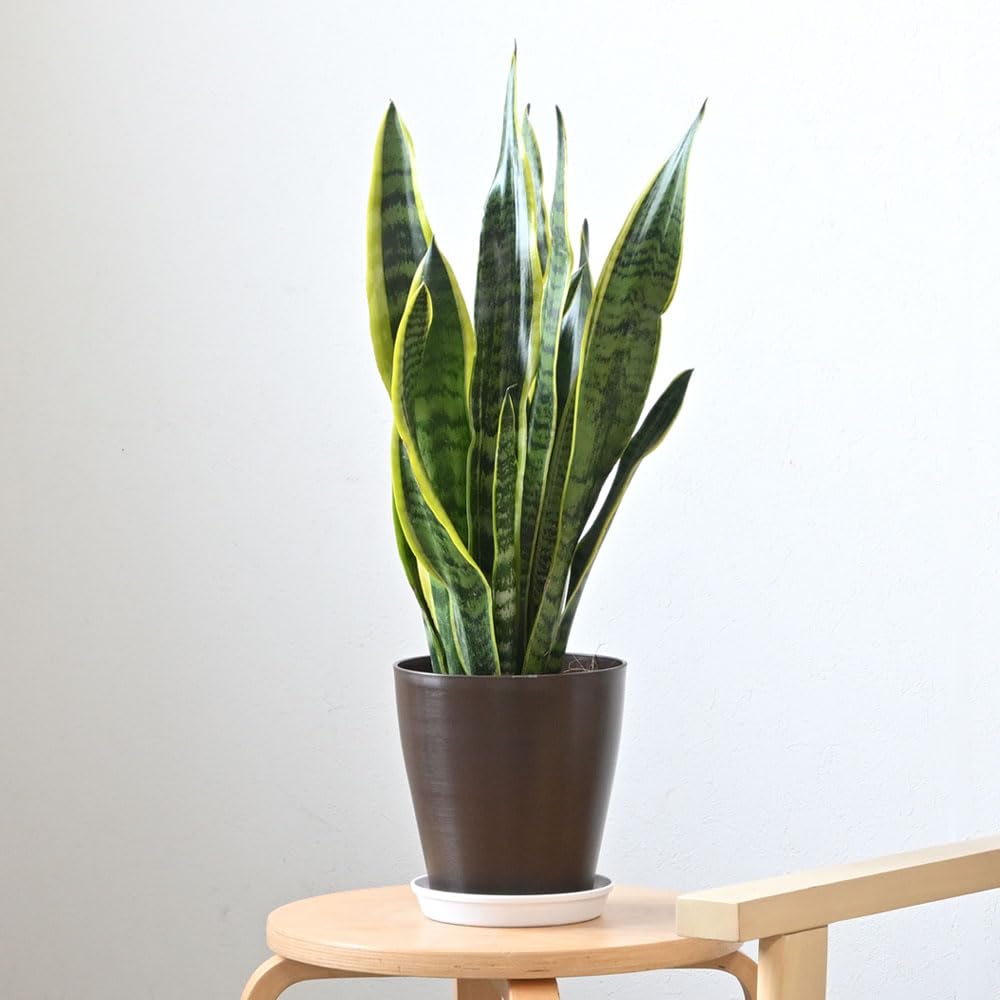 Amazon｜観葉植物 本物 サンスベリア・ローレンティー 6号鉢