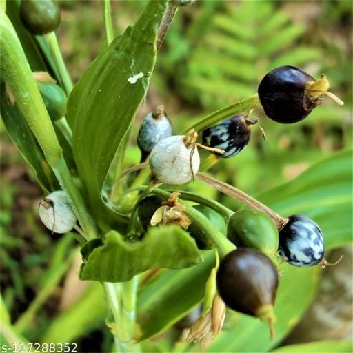 Duomus Live Vaijayanti White Flower Plant, Vaijayanti Mala Plant For Gardening, Mala, Garland Etc.(1 Plant) (B0CMNVP1W9) Amazon Price History, Amazon Price Tracker
