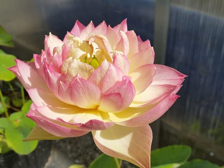 Ruckkuz - Lotus live plant | Rare plant | Original color guarantee plant | Indoor & Outdoor Live plant | (Love birds | C : 26)