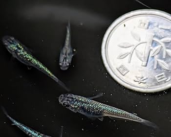 Amazon.co.jp: Yozakura Blue #Improved Yozakura Blue, Young