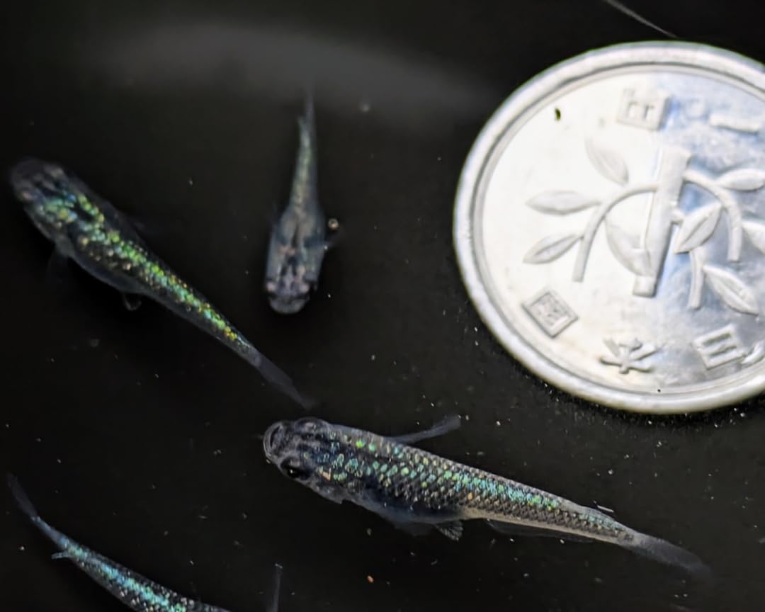 Amazon | 夜桜ブルー #改良メダカ 夜桜ブルー 若魚 サイズ5匹メダカ水槽 メダカ種類 メダカの飼い方室内 メダカの飼い方 メダカの飼い方屋外  | ノーブランド品 | 観賞魚・水中生物 通販