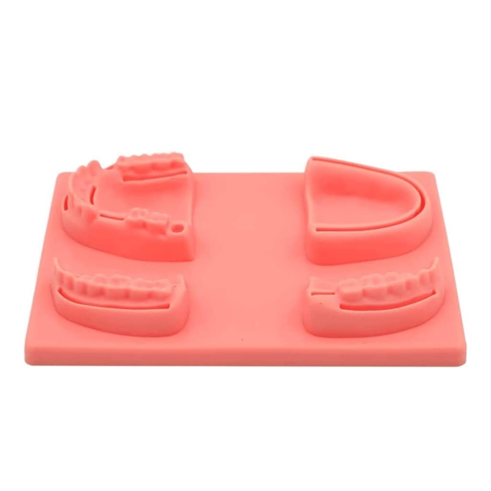 Modelo de enseñanza Modelo de 4 especies Dientes Encías Modelo de sutura oral Modelo dental Ayuda de formación educativa médica Modelo de práctica de sutura para enseñanza Modelo de órgano humano 4 e