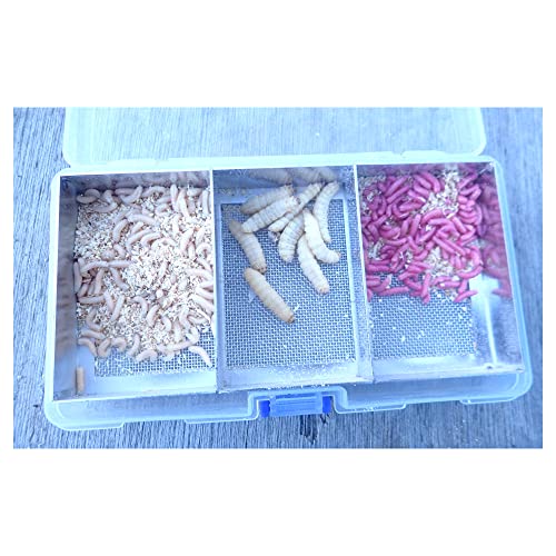 魚釣三昧 ワカサギ トリプルベイトボックス (外寸):約165×95×30mm 4枚目