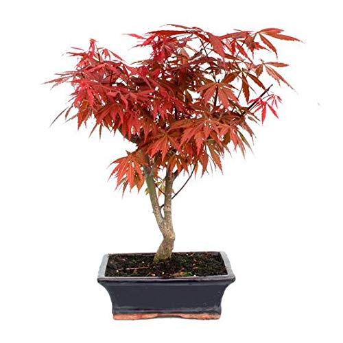PLANETA HUERTO | Bonsái Acer palmatum atropurpureum de 9 años – Árbol de exterior ideal para balcones y terrazas, con hojas de coloración única – Planeta Huerto