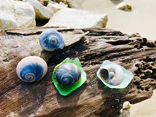 THE OTHER TIDE 4 Hermit Crab Shells - Jurassic MOONshas - Authentic American Naticidae Moon Shells - Colorful Bubble Moon Shells - Collected from Coastal Erosion HOT Zones