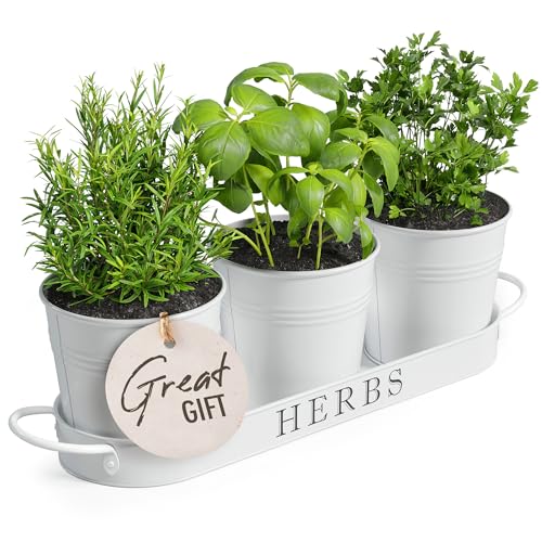 Barnyard-Designs-Indoor-Herb-Garden-Planter-Set-with-Tray-Metal-Windowsill-Plant-Pots-with-Drainage-for-Outdoor-or-Indoor-Plants-Set3-White