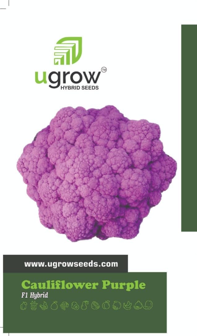 GARDENIFY INDIA PURPLE CAULIFLOWER (GOBI) VEGETABLE SEEDS (100 SEEDS/PACKET) (B094J98GZW) Amazon Price History, Amazon Price Tracker