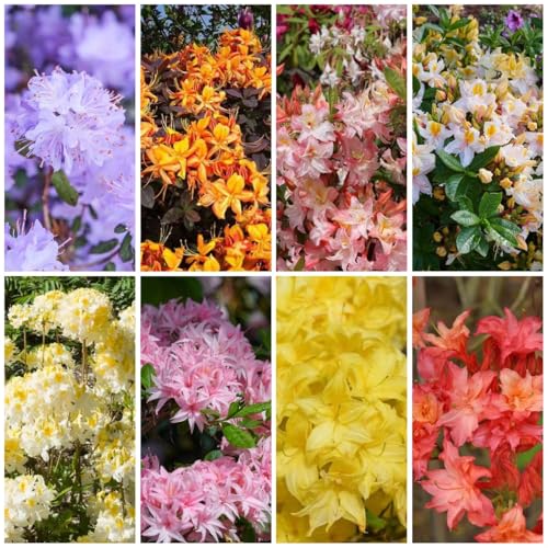 30 Pc Semillas Resistentes De Plantas De Azalea - Semillas De Rododendro, Semillas Orgánicas Variedades Antiguas, Plantas Arbóreas. Semillas De Árboles De Bonsais De Azalea, Semillas