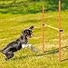 Hollowfly 8 Set Dog Agility Jump Adjustable Dog Agility Hurdle Training Equipment Portable Jumper Hurdle Park Indoor Outdoor Exercise Tool 3.44ft High/ 2.95ft Wide(Orange and Yellow)