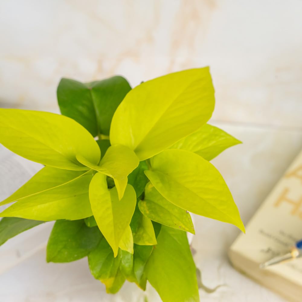 Treevayu Money Plant Golden 1
