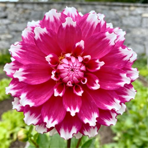 Dalias con pétalos dobles y flores grandes - En maceta o en el suelo para jardines y balcones - Flores perennes-2 PCS-G