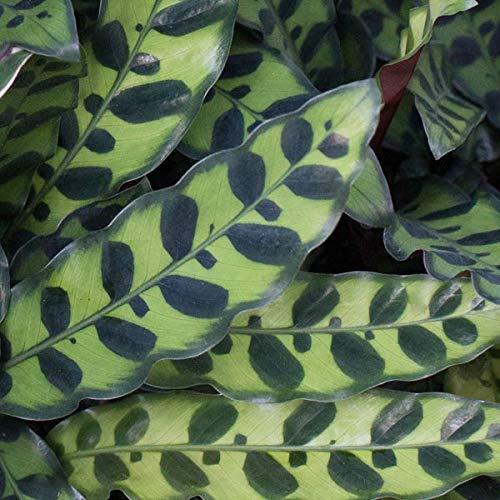 elefantenfu 2m kaufen XXL Elefantenfu Nolina kaufen  Green Me Up