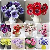 Anemone, Herbstanemone, wohnzimmer deko blumenwiese schmetterlingsflieder exotische gartendeko für draußen balkongewächshäuser 550Samen
