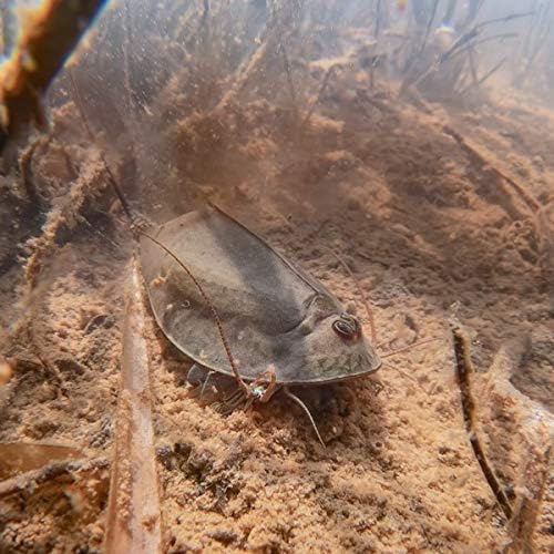 Amazon カブトエビ 卵 淡水 飼育 観察 自由研究 淡水 ヨーロッパカブトエビ 卵 1カプセル 餌付き Ikiesa Ya 飼育ケース アクセサリー 通販