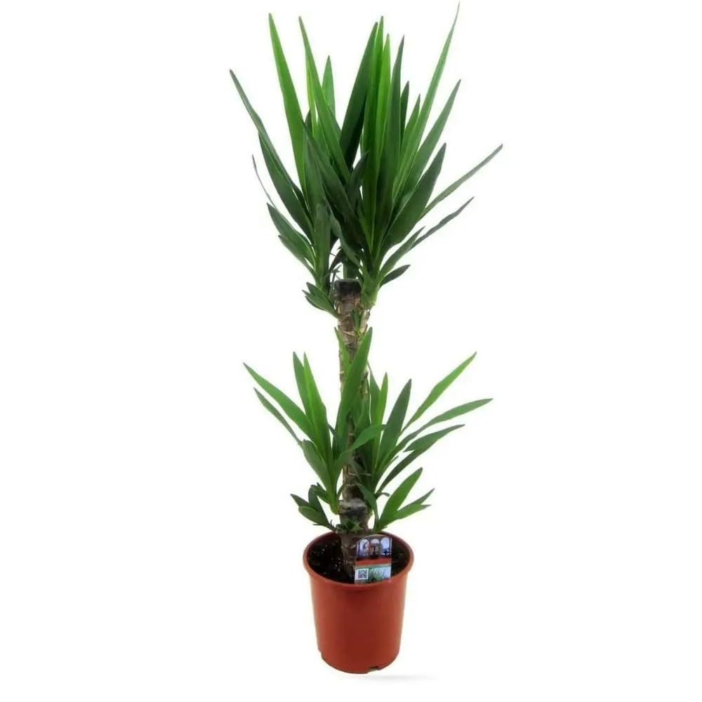 Yucca elephantipes plante d'intérieur facile pour manque de temps