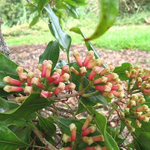 M-Tech Gardens Clove Plant (Syzygium aromaticum, Hybrid) Exotic 3 Live Spice Plants