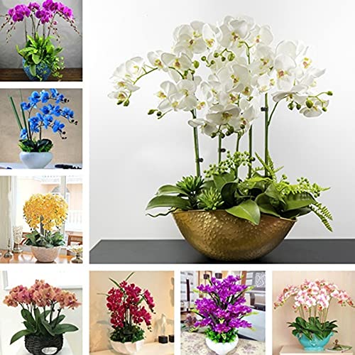 Rode Phalaenopsis Zaden, 100 Stks/zak Phalaenopsis Zaden Orchidee Bloem Bonsai Planten Multi-Color Bloei Indoor Outdoor… - Afbeelding 3