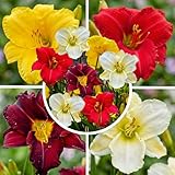 Florium