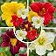 Multi|coloured daylily collection