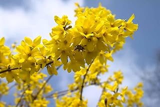 Lynwood Gold Forsythia – Bright Yellow Flowering Shrub for Spring Garden...