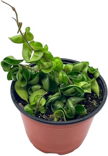 BubbleBlooms Hoya - Cuerda hindú Carnosa Compacta en maceta de 6 pulgadas Krinkle Kurl, Honeyplant Waxplant Porcelana Flower