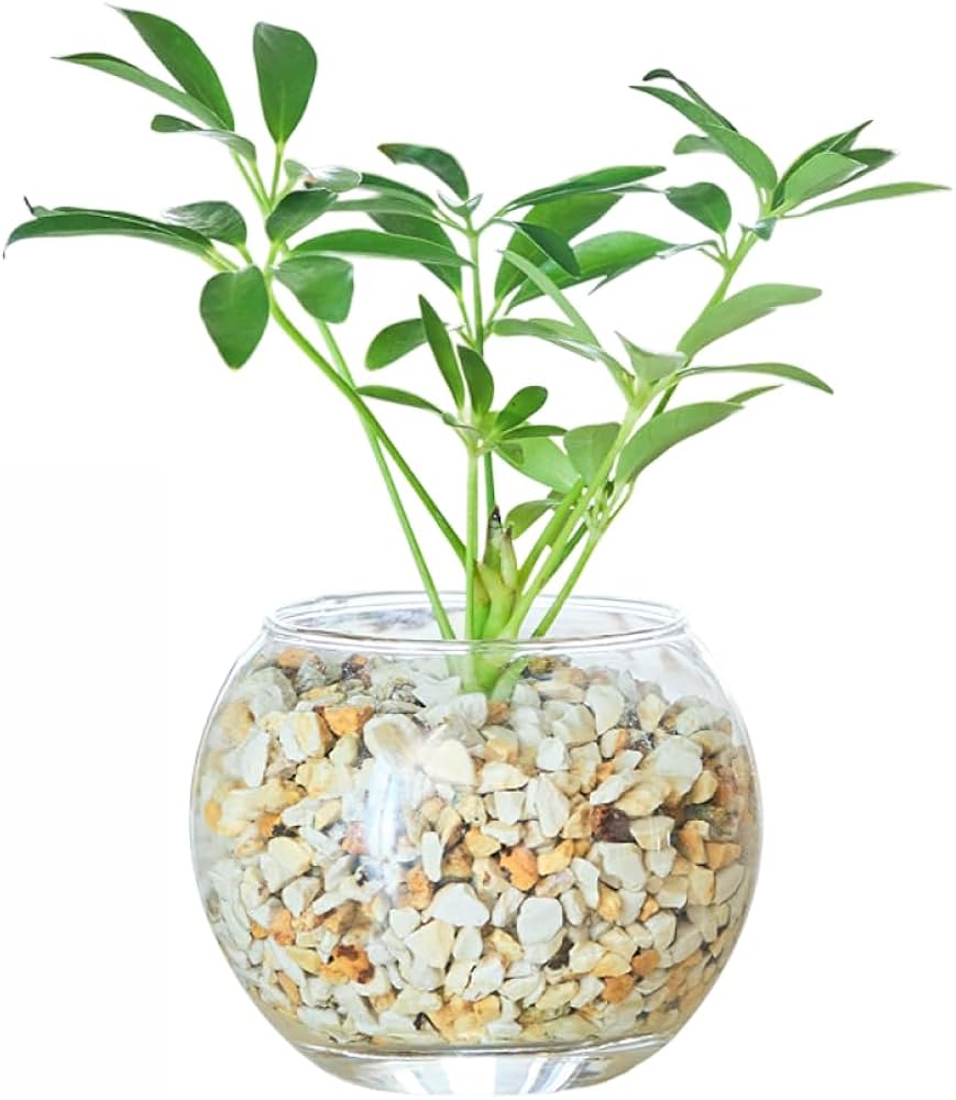 その他観葉植物 CoCo Amazon｜東京寿園 カポック シェフレラ 観葉植物 本物 ミニ 土を