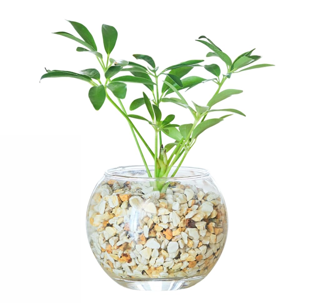 観葉植物 Amazon｜東京寿園 パキラ 観葉植物 本物 ミニ ハイドロ