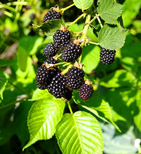 BlackBerry Fruit Plants Ready to Plant Bush 'Triple Crown' Organic Rubus fruticosus Hardy Shrub Easy to Grow Your Own Outdoor Garden Fruit Plants 1x 1.7-Litre Potted Plant by Suttons