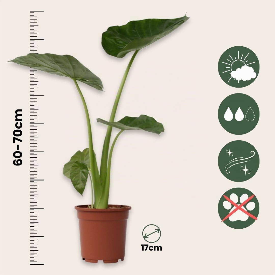 Plant in a Box - Alocasia macrorrhizos - Orecchio di elefante - Set di 2 - Vaso 17cm - Altezza 60-70cm