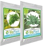 Pack ideal de calidad superior: simientes de Eneldo y Salvia, empacadas por separado en bolsas herméticas