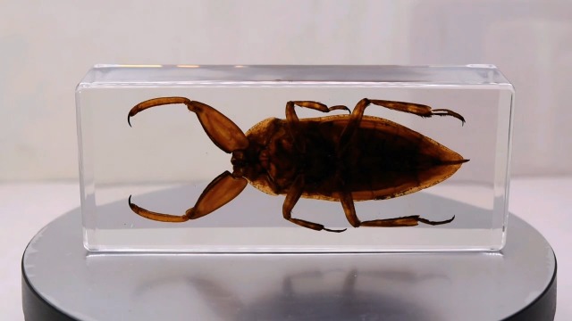 Image of 4.3 inch Giant Asian Water Bug in in Crystal Clear Lucite Resin Paperweight Specimen Preserved Insect Taxidermy Crafts Collection for Biology Science Education & Desk Ornament Display Supplies