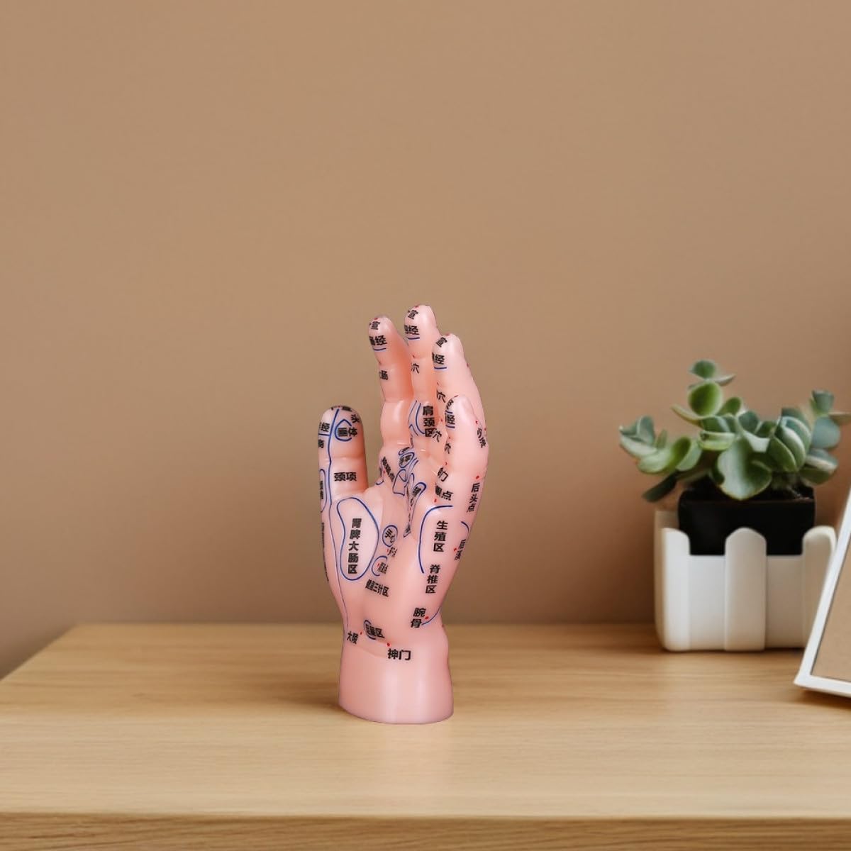 Mikinona Modèle Éducatif de Réflexologie Palmaire en PVC Solide, Affichage Précis des Points D’Acupuncture Main, Outil D’Apprentissage pour Massage et Enseignement en Médecine