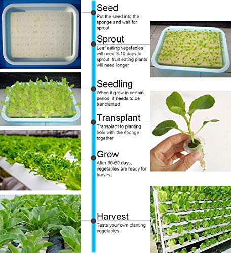 LIUXING Sistema de Plantas de jardín Hidropónica Kit de Cultivo de ...