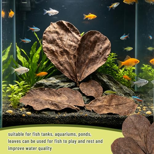 Image of LeonBach 50 Pcs Large Catappa for Fish,5-8 Inch, 125g Indian Almond Leaves Creates Native Environment, Catappa Leaves Beta Fish Leaf for Aquarium Shrimp Tank Decorations Water Conditioner